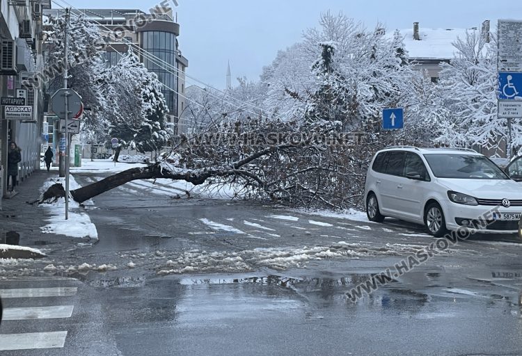 Дърво падна и затвори улица в центъра на Хасково