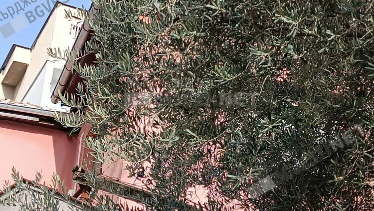 Опитите за маслинови градини в Източните Родопи се провалиха,но маслиново дръвче дава плод в центъра на Кърджали/снимки/