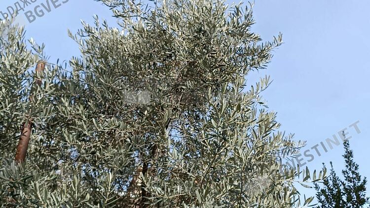 Опитите за маслинови градини в Източните Родопи се провалиха,но маслиново дръвче дава плод в центъра на Кърджали/снимки/