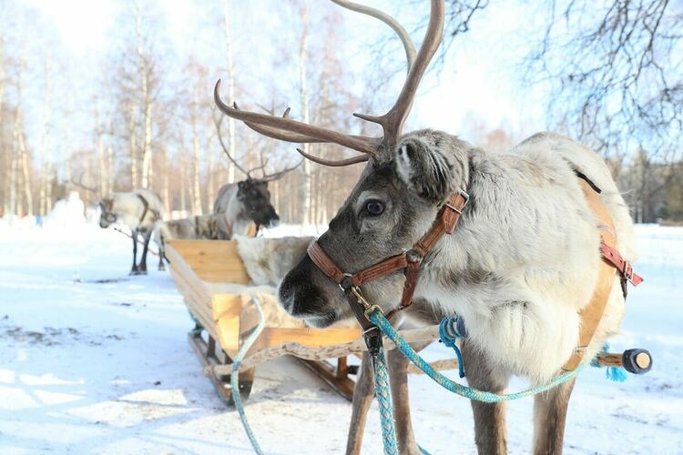 Финландците знаят как да се наслаждават на 7 месеца зима