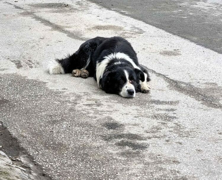 Стартира кампанията за пререгистрация на домашните кучета 