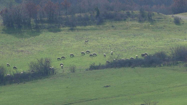 В Сърница правят подписка срещу животновъд