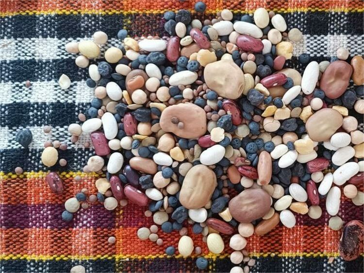 Новата реколта смилянски фасул разпродавана преди да бъде засята