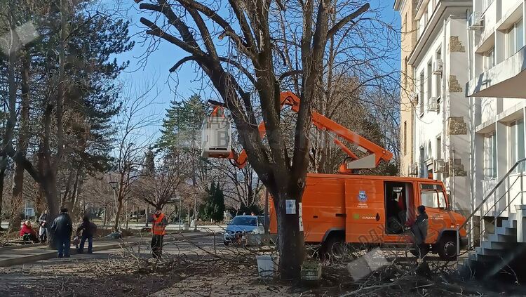 Граждани негодуват за изкореняването на дървета в Кърджали, Общината ще ги възстанови