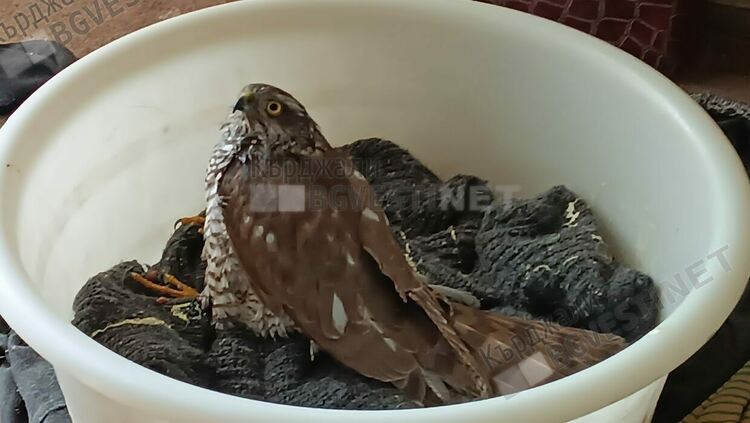 Простреляха  ястреб,ловувал гълъби в градинката на ресторант „Москва”в центъра на Кърджали