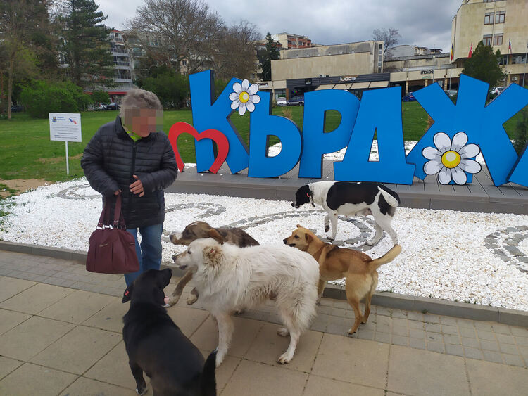 Жена беше нападната и нахапана от глутница бездомни кучета в Кърджали