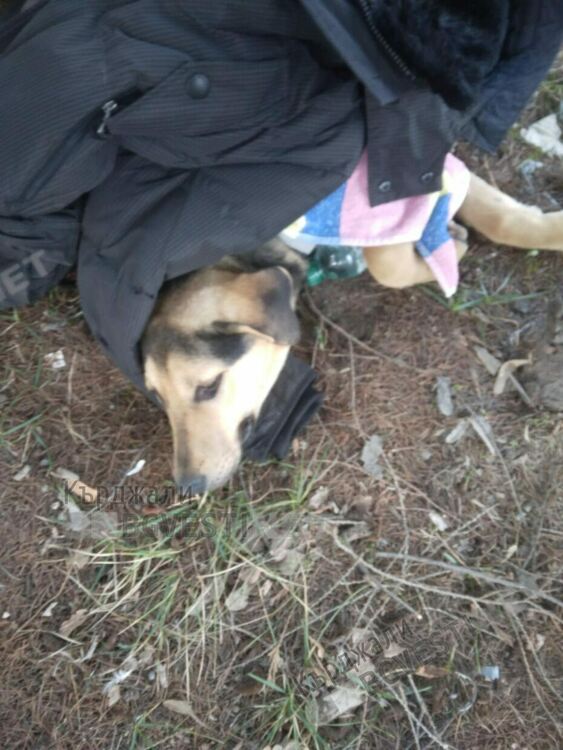 Кола блъсна бездомно куче в центъра на Кърджали, кърджалийци от Германия му оказаха помощ и поеха лечението