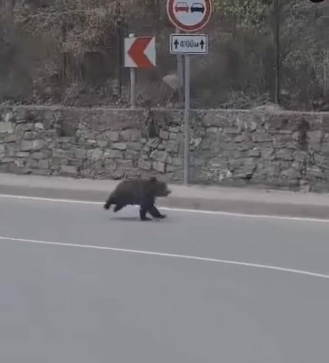 Стартира реално преброяване на мечките – ДНК-анализ ще разкрие точния брой на хищниците в региона