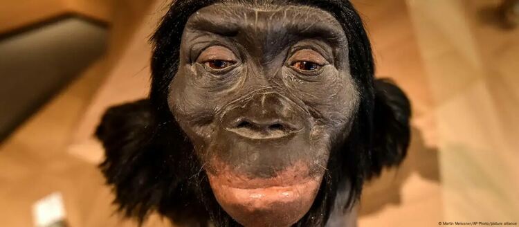 Учените са анализирали зъбния емайл на австралопитеци - предшественика на рода „хомо“