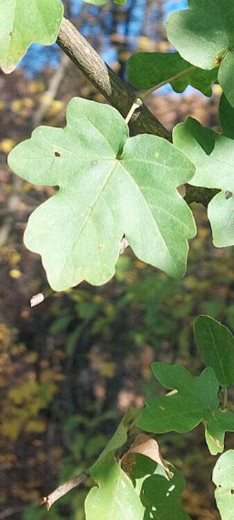 Полският клен – ценно богатство за местната икономика