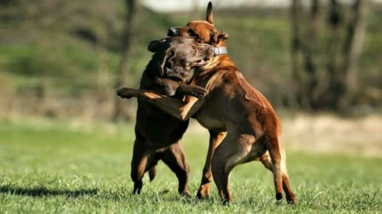 Кучета, които са били ползвани за боеве, са спасени в акция в Перник