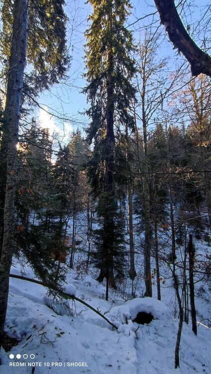 Три забележителни дървета на територията на РИОСВ – Смолян са обявени за вековни