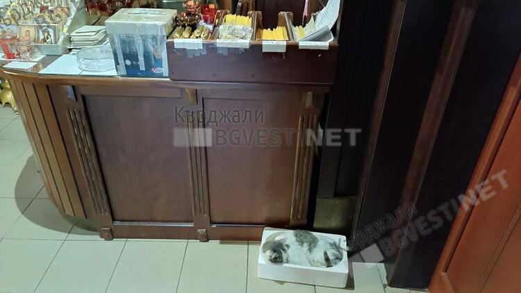 Милосърдие!Прибраха в храма „Св.Георги Победоносец”в Кърджали  мръзнещо коте ,изоставено от собствениците му