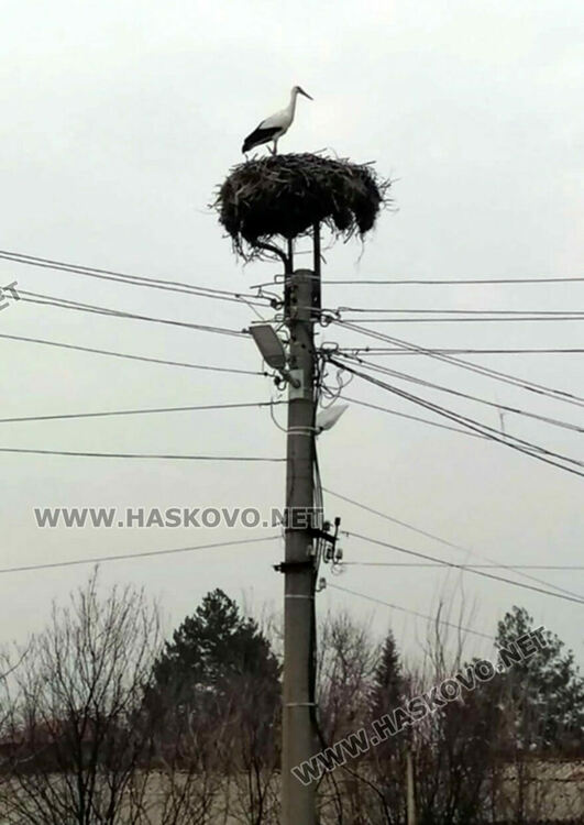 Първите щъркели кацнаха в Подкрепа на връх Първи март