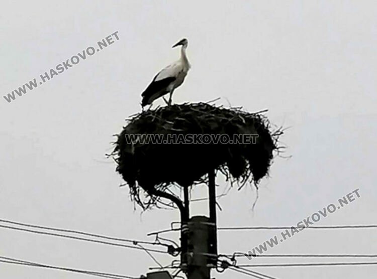 Първите щъркели кацнаха в Подкрепа на връх Първи март