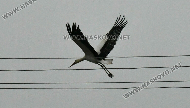 В Подкрепа се молят да няма студ през март, за да не премръзнат щъркелите