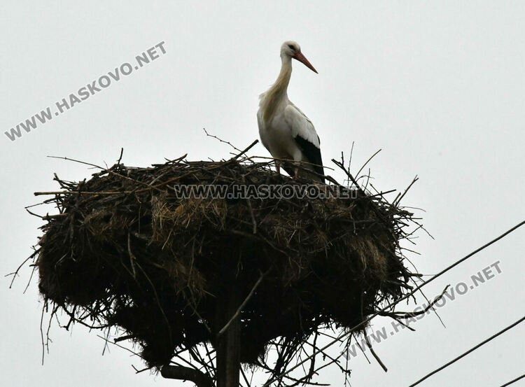 В Подкрепа се молят да няма студ през март, за да не премръзнат щъркелите