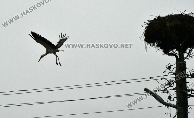 В Подкрепа се молят да няма студ през март, за да не премръзнат щъркелите