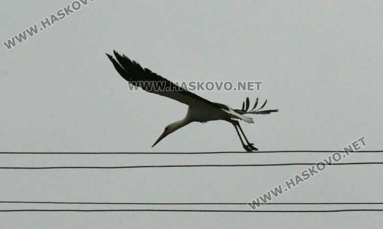 В Подкрепа се молят да няма студ през март, за да не премръзнат щъркелите