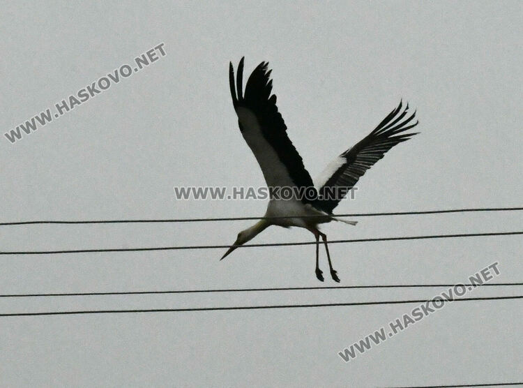 В Подкрепа се молят да няма студ през март, за да не премръзнат щъркелите