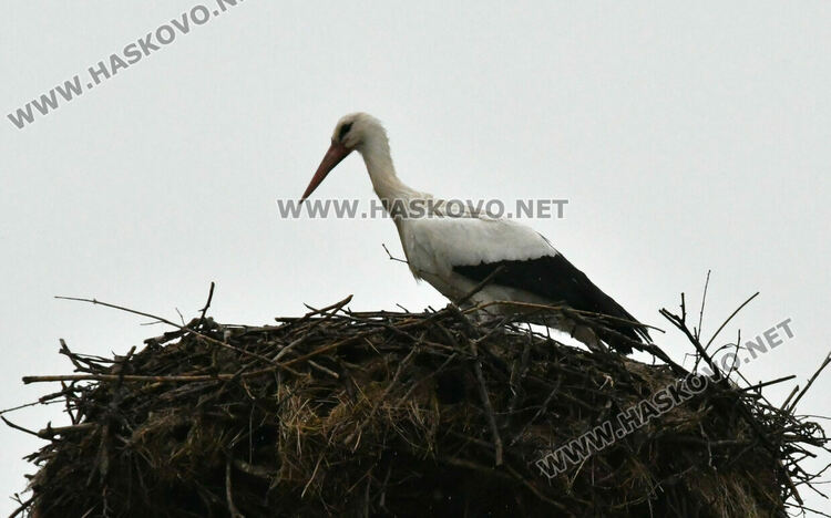 В Подкрепа се молят да няма студ през март, за да не премръзнат щъркелите