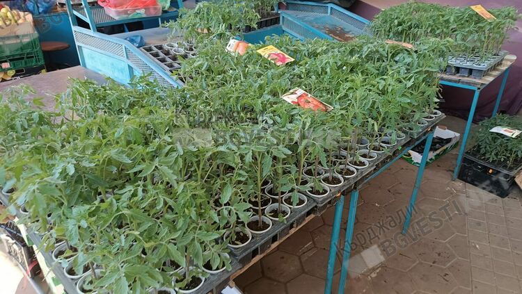 Търговците извадиха разсада за домати по сергиите в Кърджали,предупреждават,че са за оранжерии