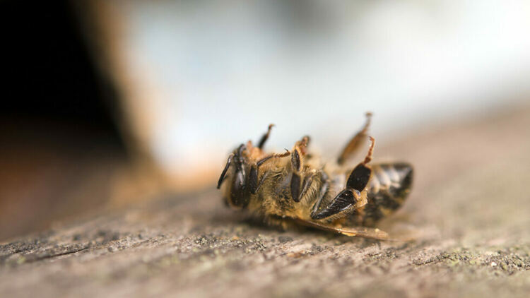 Почти 70% от пчелите в страната са загинали след зимата