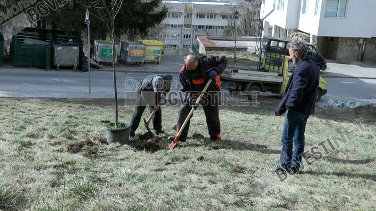Община Смолян тушира междусъседско напрежение като засади декоративни дървета