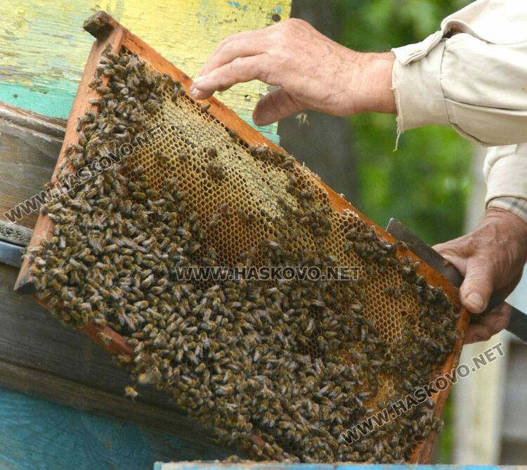 Не смъртността при пчелите, а ниските изкупни цени са основният проблем на пчеларите в Хасковско
