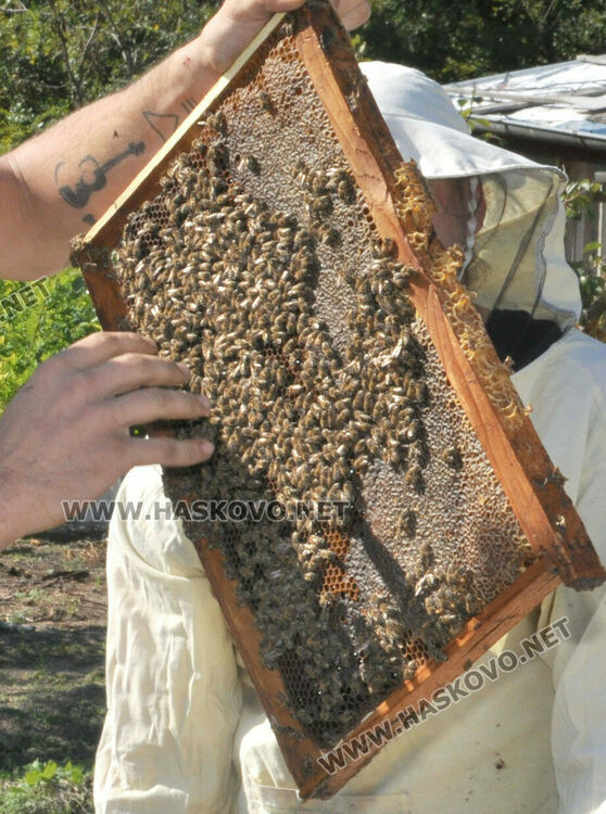 Не смъртността при пчелите, а ниските изкупни цени са основният проблем на пчеларите в Хасковско