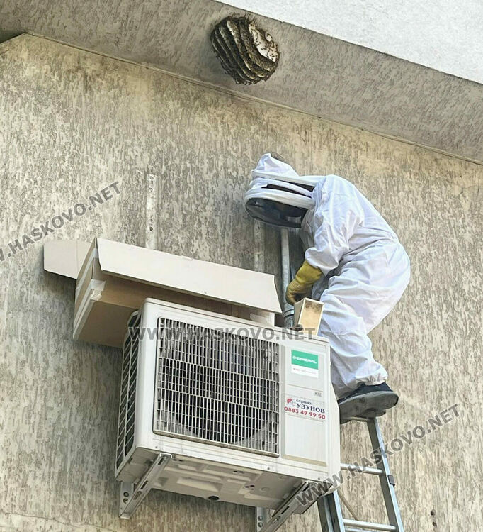 „Изпуснато“ пчелно семейство се засели на фасадата на бизнес сграда в центъра на Хасково