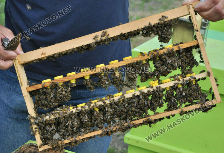 Не смъртността при пчелите, а ниските изкупни цени са основният проблем на пчеларите в Хасковско