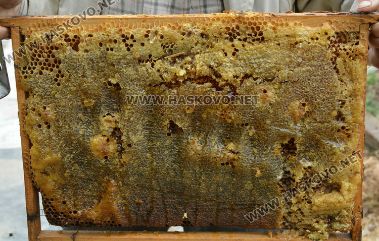 Не смъртността при пчелите, а ниските изкупни цени са основният проблем на пчеларите в Хасковско