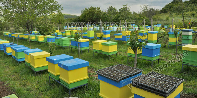 Не смъртността при пчелите, а ниските изкупни цени са основният проблем на пчеларите в Хасковско