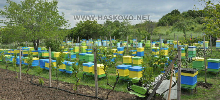 Не смъртността при пчелите, а ниските изкупни цени са основният проблем на пчеларите в Хасковско