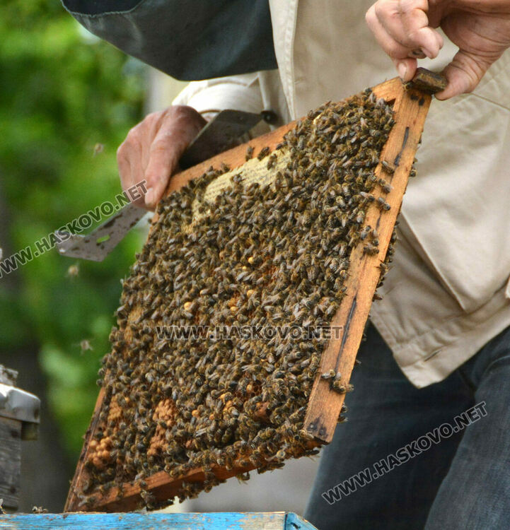 Не смъртността при пчелите, а ниските изкупни цени са основният проблем на пчеларите в Хасковско