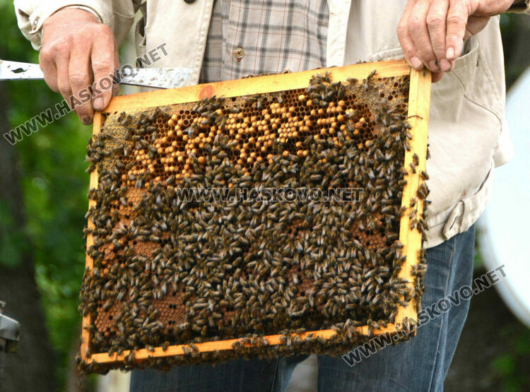 Не смъртността при пчелите, а ниските изкупни цени са основният проблем на пчеларите в Хасковско