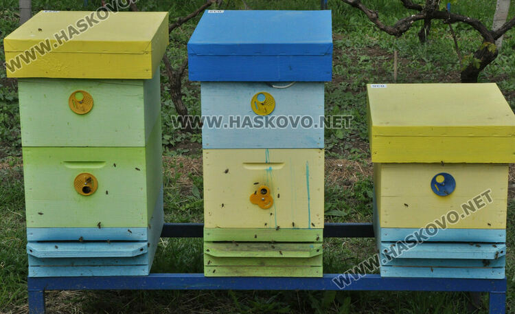 Не смъртността при пчелите, а ниските изкупни цени са основният проблем на пчеларите в Хасковско