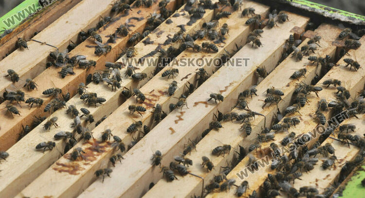 Не смъртността при пчелите, а ниските изкупни цени са основният проблем на пчеларите в Хасковско