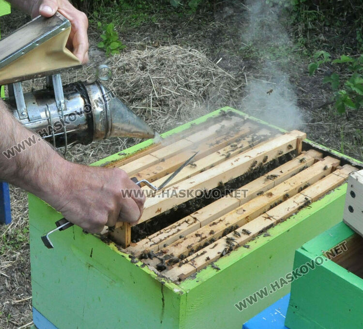 Не смъртността при пчелите, а ниските изкупни цени са основният проблем на пчеларите в Хасковско