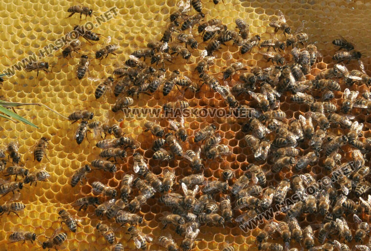 Не смъртността при пчелите, а ниските изкупни цени са основният проблем на пчеларите в Хасковско