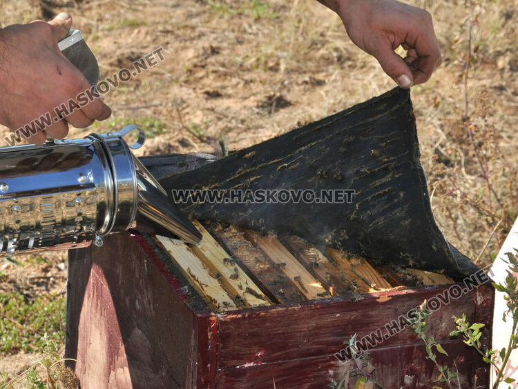 Не смъртността при пчелите, а ниските изкупни цени са основният проблем на пчеларите в Хасковско