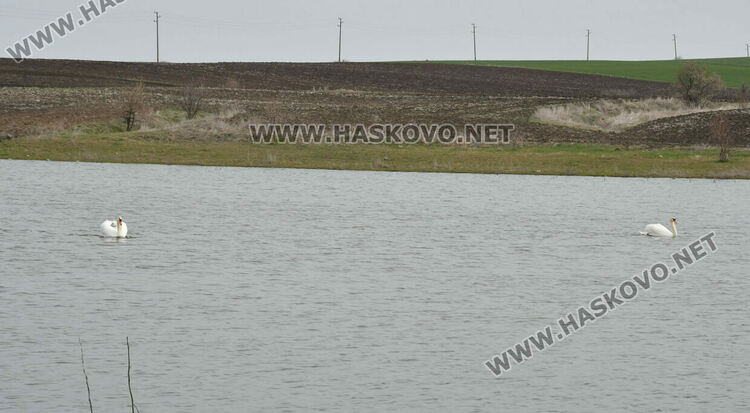 Преселение на лебеди в Хасковско