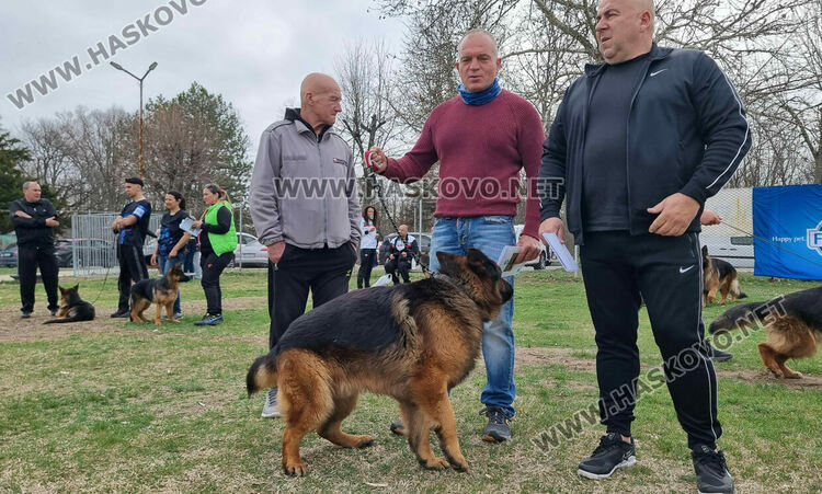 Близо 120 екземпляра от породата Германско овчарско куче участват в киноложка изложба в Димитровград