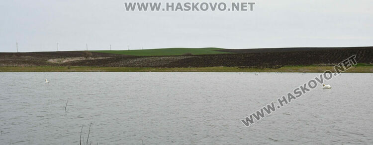 Преселение на лебеди в Хасковско