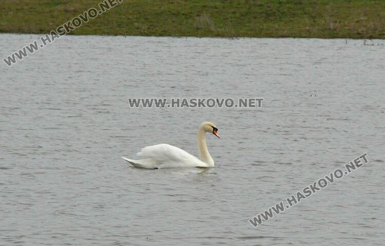 Преселение на лебеди в Хасковско