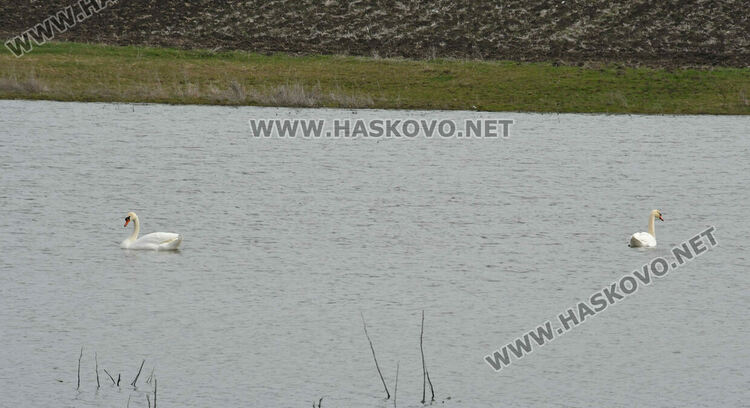 Преселение на лебеди в Хасковско