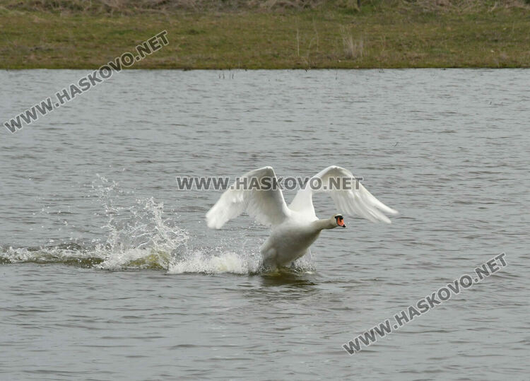 Преселение на лебеди в Хасковско