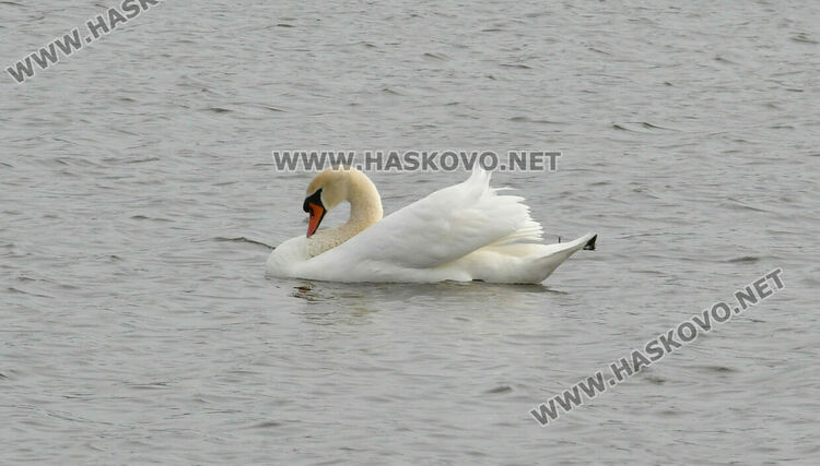 Преселение на лебеди в Хасковско
