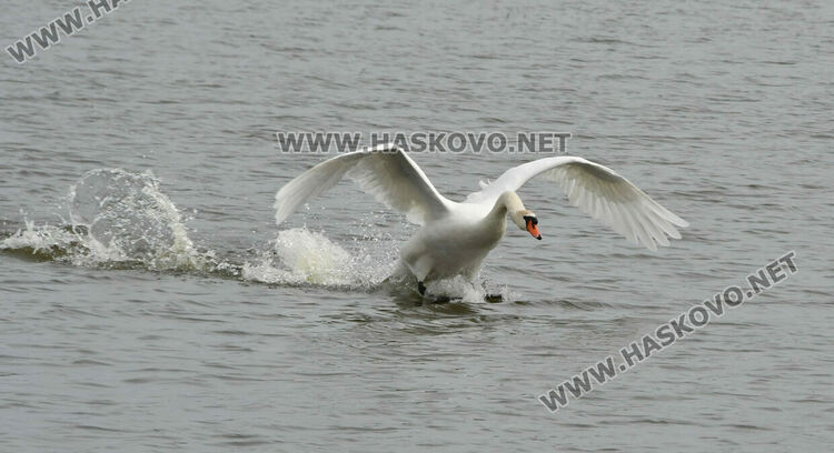 Преселение на лебеди в Хасковско